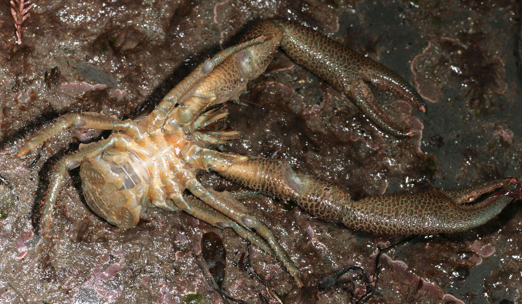 Image of Leach's squat lobster