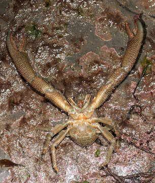 Image of Leach's squat lobster