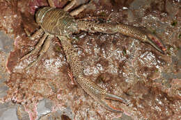 Image of Leach's squat lobster