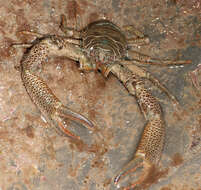 Image of Leach's squat lobster