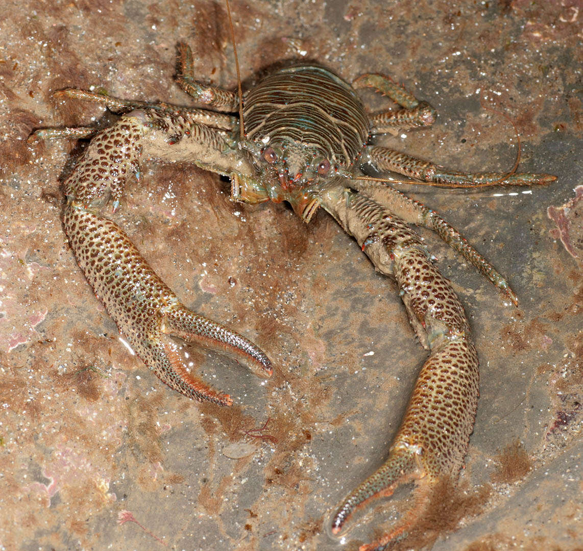 Image of Leach's squat lobster