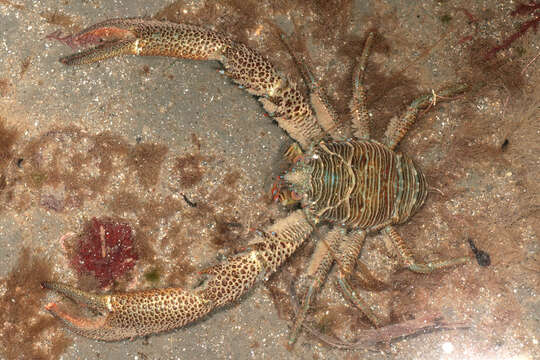 Image of Leach's squat lobster