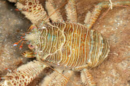 Image of Leach's squat lobster