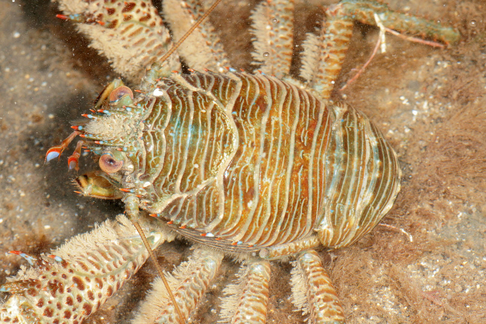 Image of Leach's squat lobster