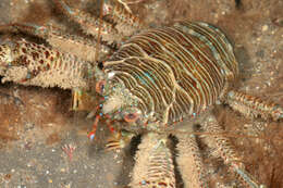 Image of Leach's squat lobster