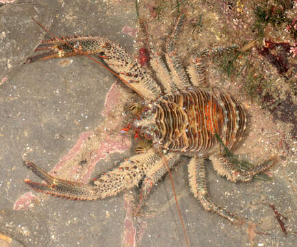 Image of Leach's squat lobster