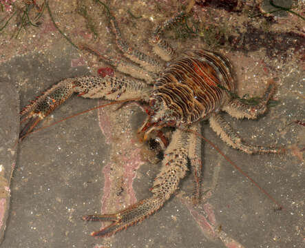 Image of Leach's squat lobster