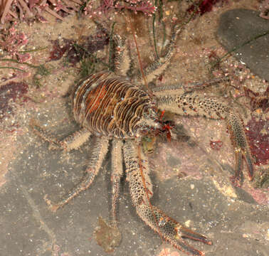 Image of Leach's squat lobster