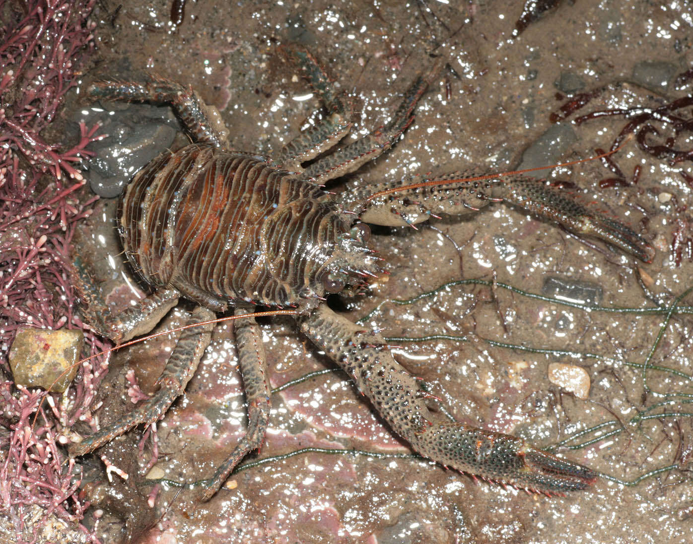 Image of Leach's squat lobster
