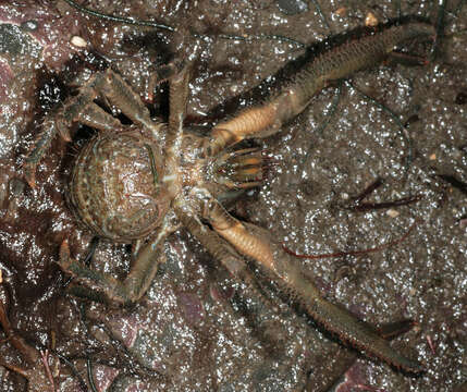 Image of Leach's squat lobster