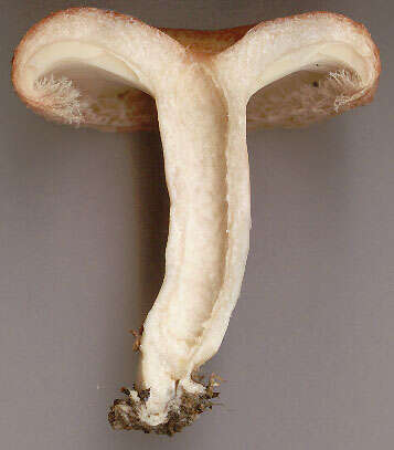 Image of Woolly Milkcap