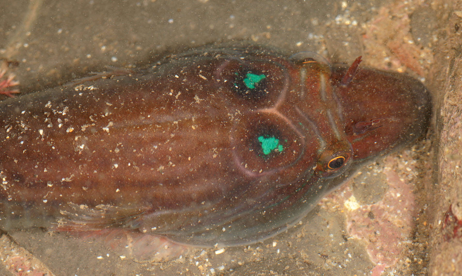 Image of Cornish Sucker