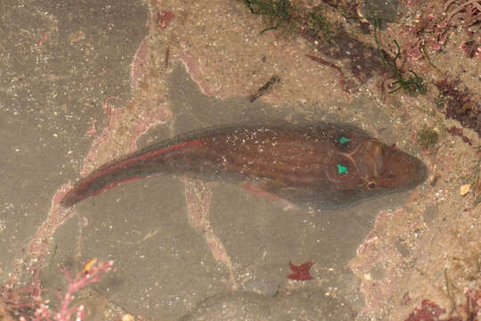 Image of Cornish Sucker