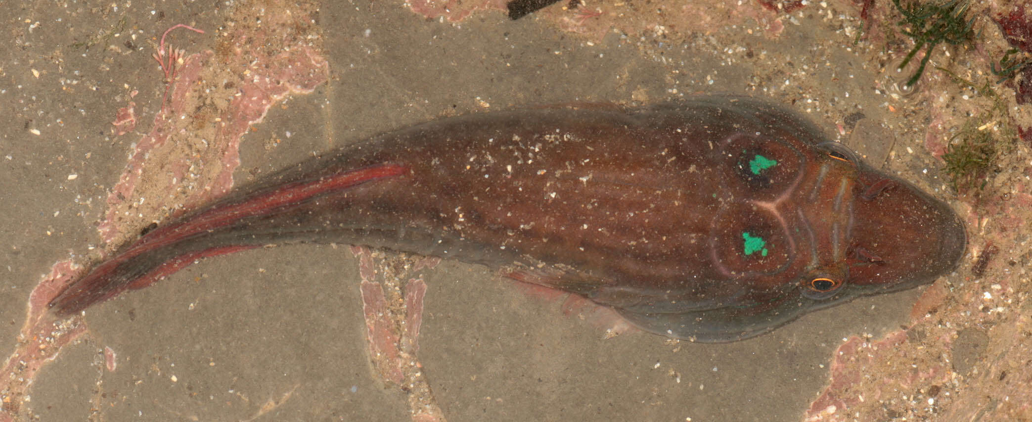 Image of Cornish Sucker