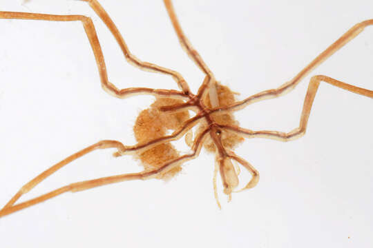 Image of Sea-spider