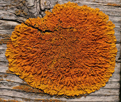 Image of Xanthoria calcicola Oxner