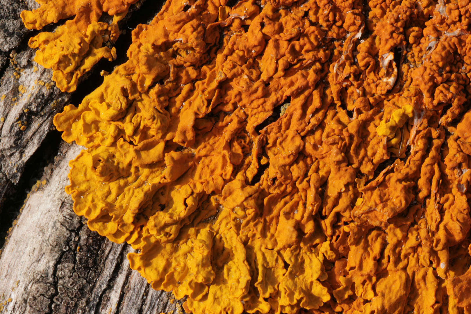 Image of Xanthoria calcicola Oxner