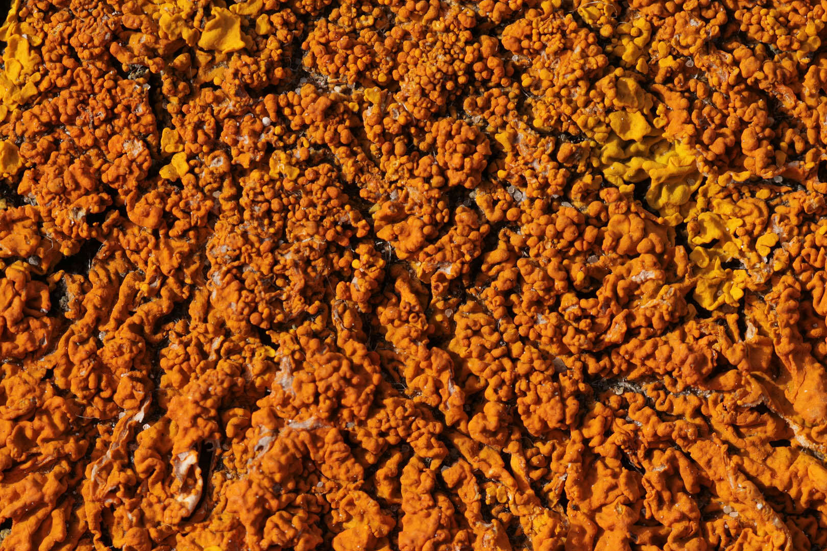 Image of Xanthoria calcicola Oxner