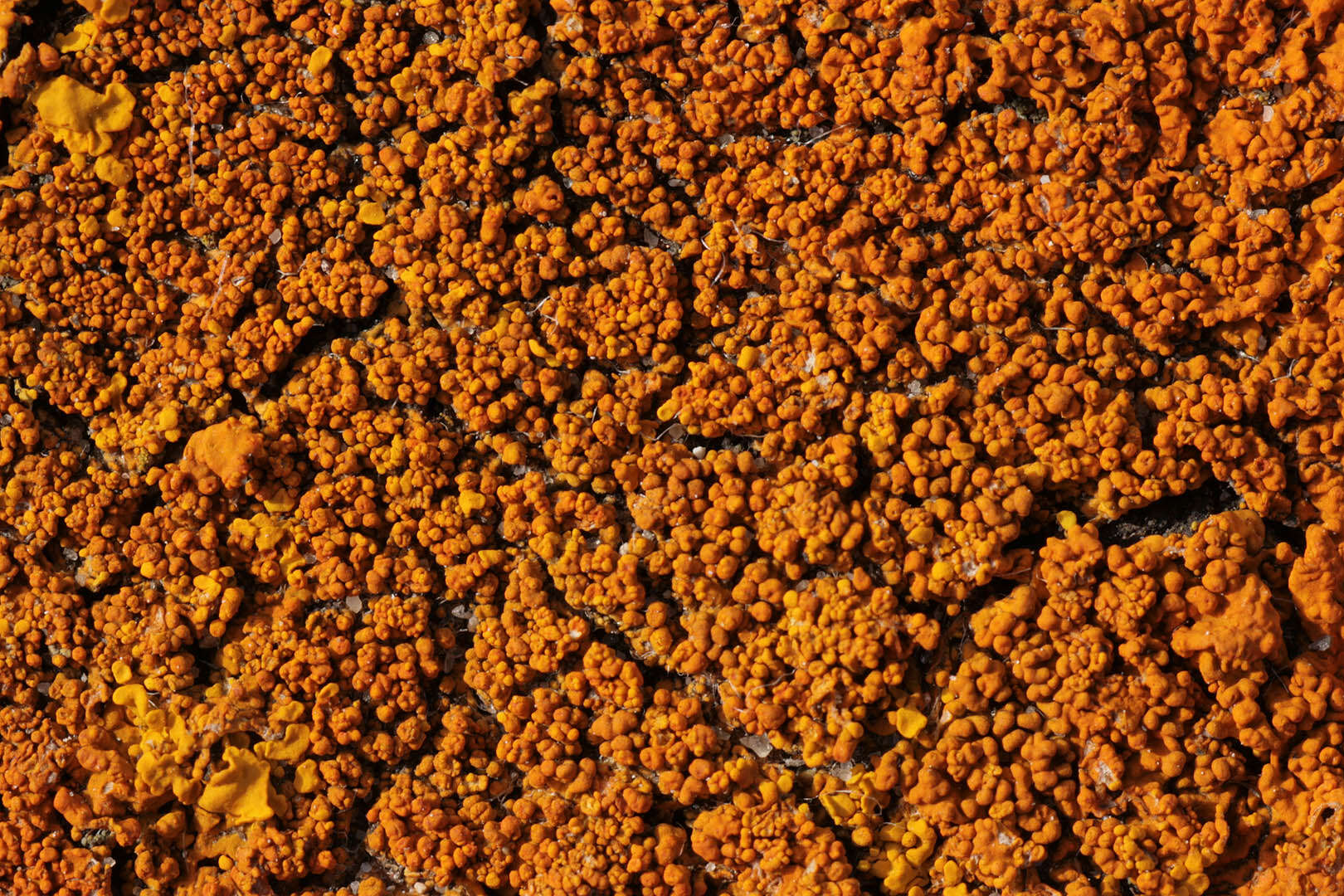 Image of Xanthoria calcicola Oxner