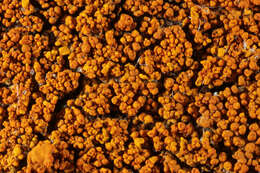 Image of Xanthoria calcicola Oxner