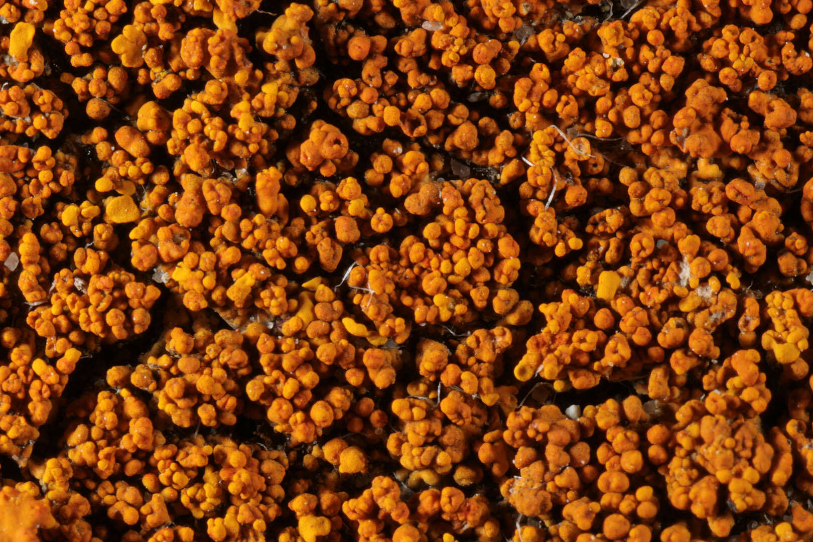 Image of Xanthoria calcicola Oxner