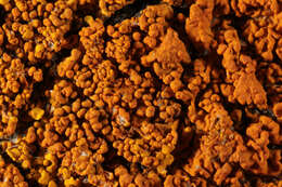 Image of Xanthoria calcicola Oxner