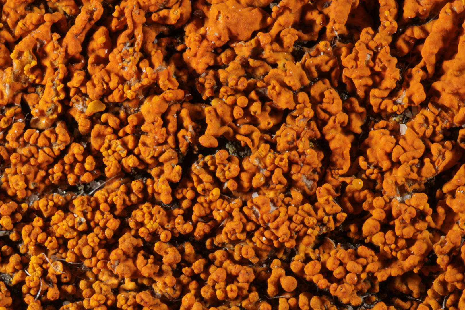 Image of Xanthoria calcicola Oxner