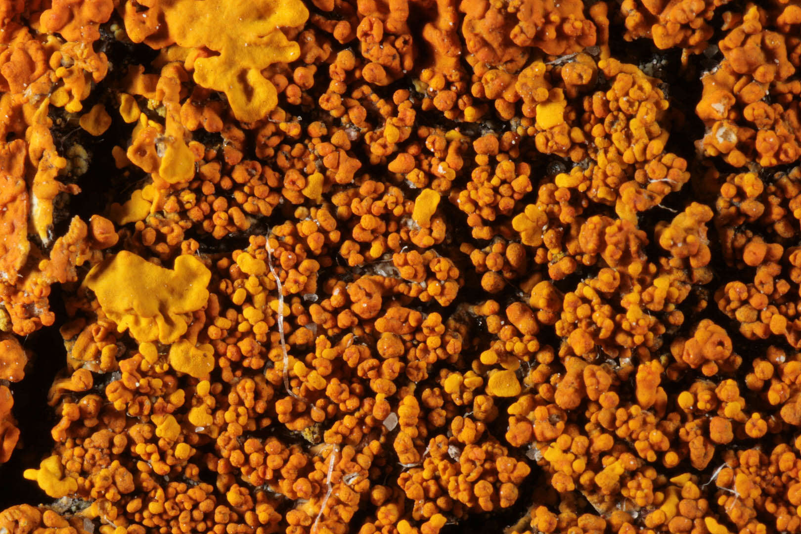 Image of Xanthoria calcicola Oxner