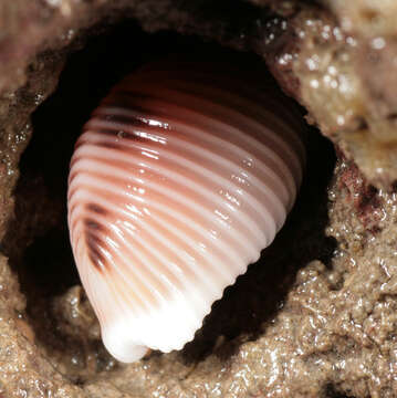 Image of European cowrie