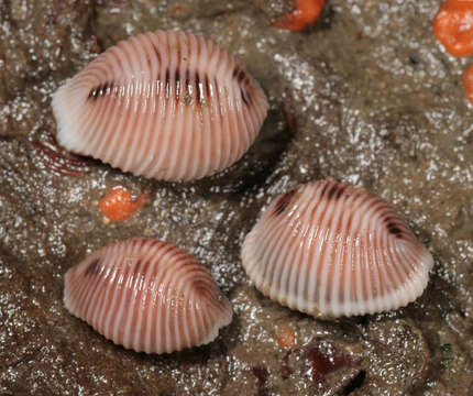 Image of European cowrie