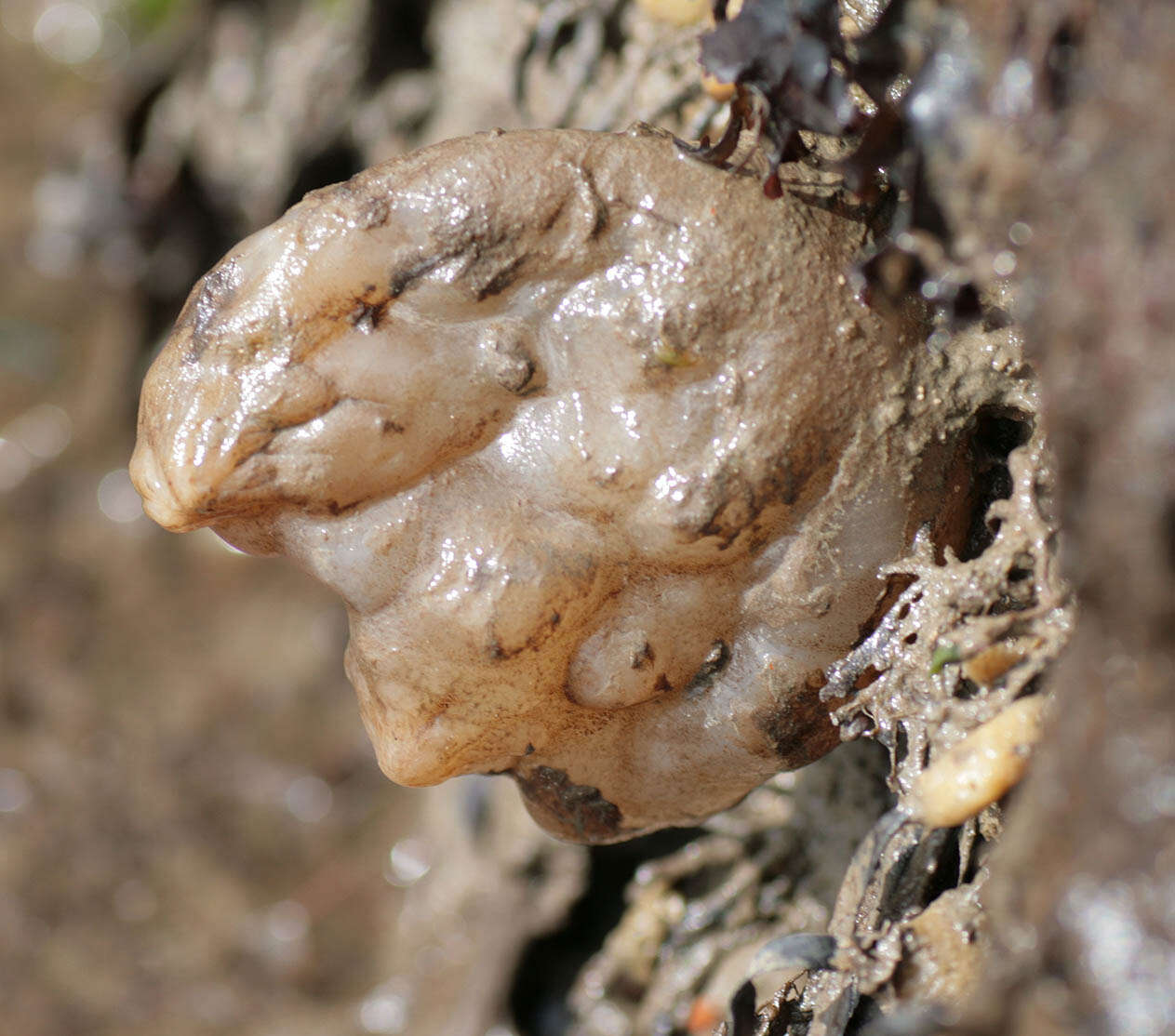 Image of white sea-squirt