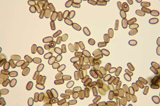 Image of Cryptostroma