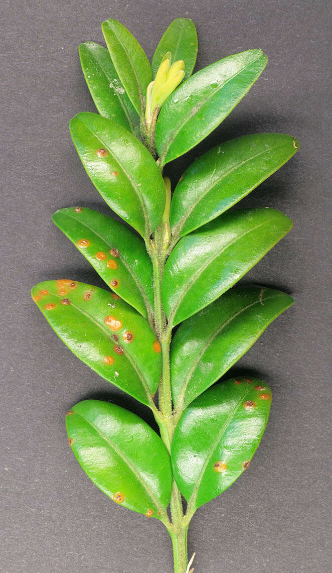 Imagem de Puccinia buxi Sowerby 1809