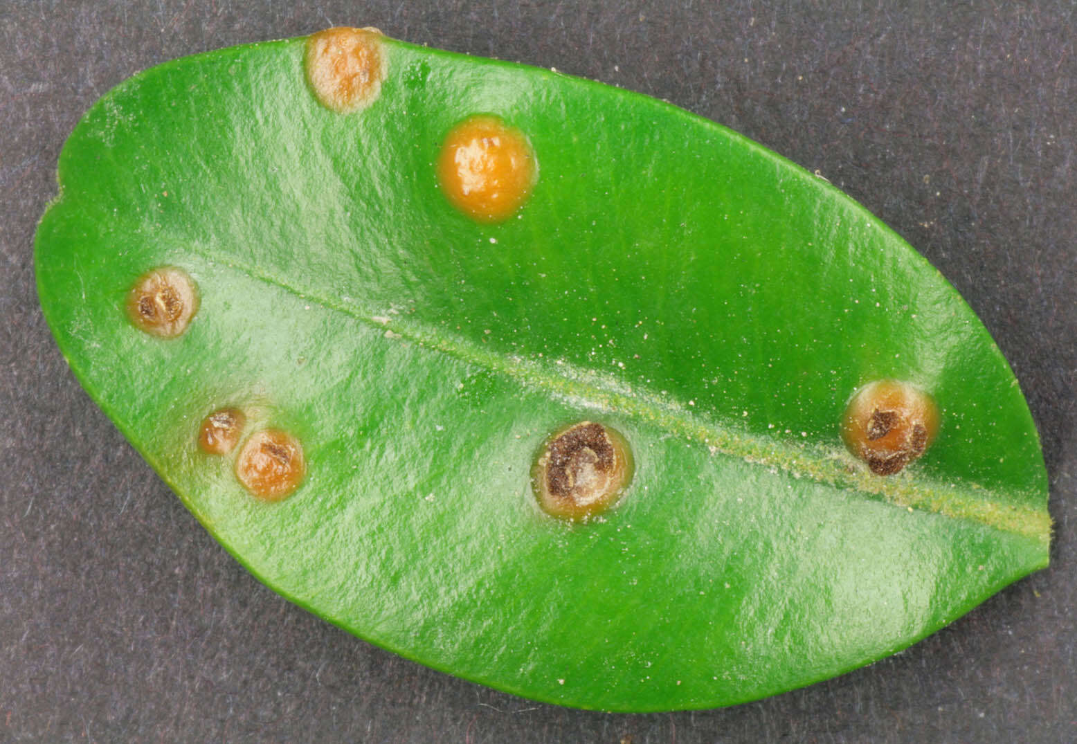 Imagem de Puccinia buxi Sowerby 1809