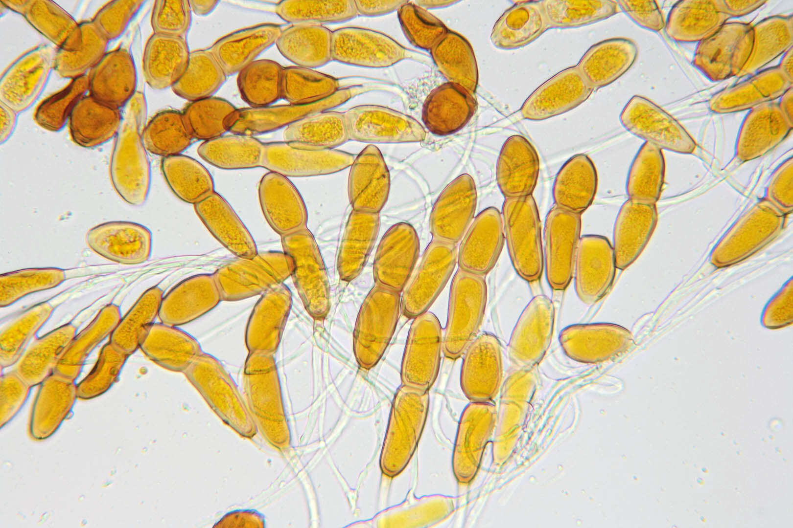 Imagem de Puccinia buxi Sowerby 1809