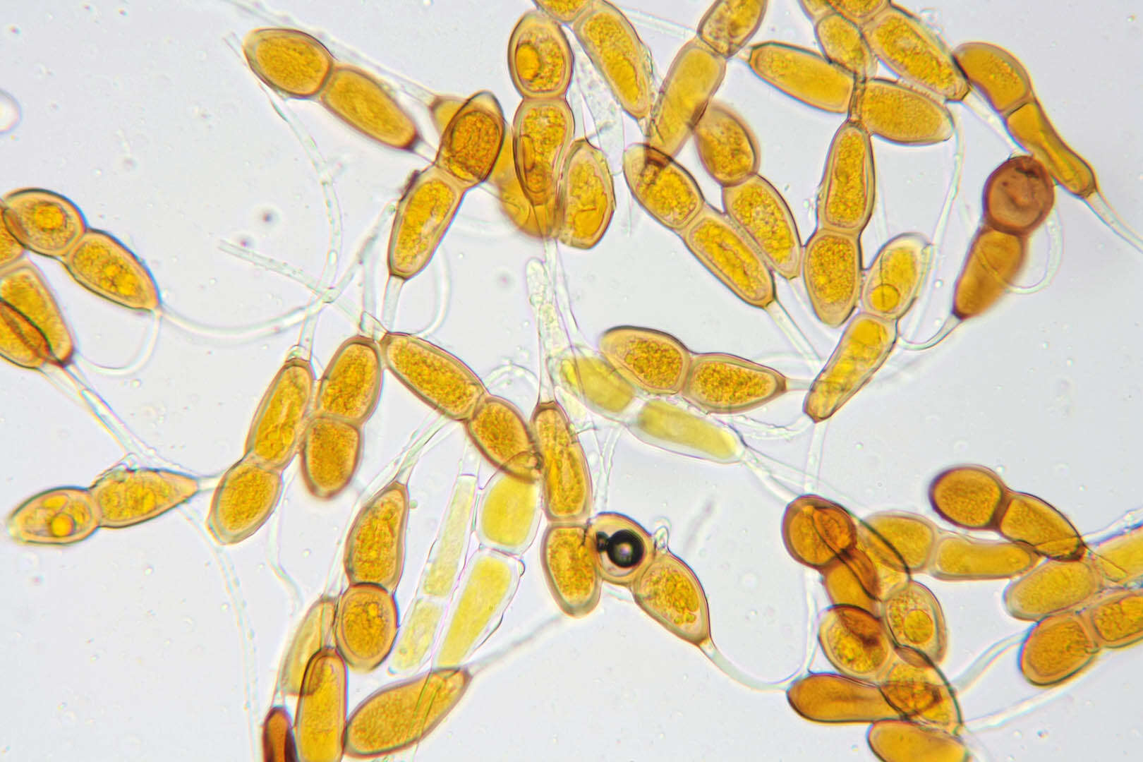 Imagem de Puccinia buxi Sowerby 1809