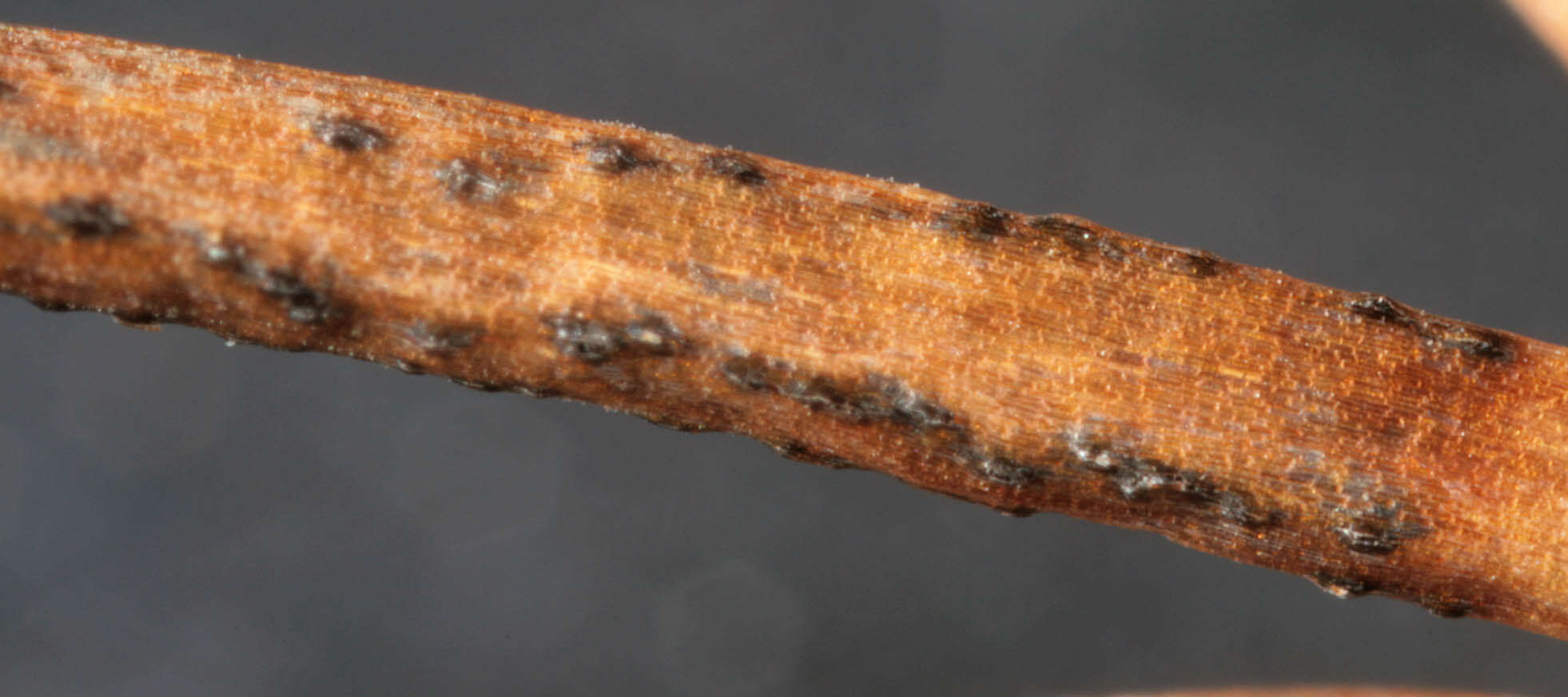 Image of Diaporthe juniperivora (G. G. Hahn) Rossman & Udayanga 2015