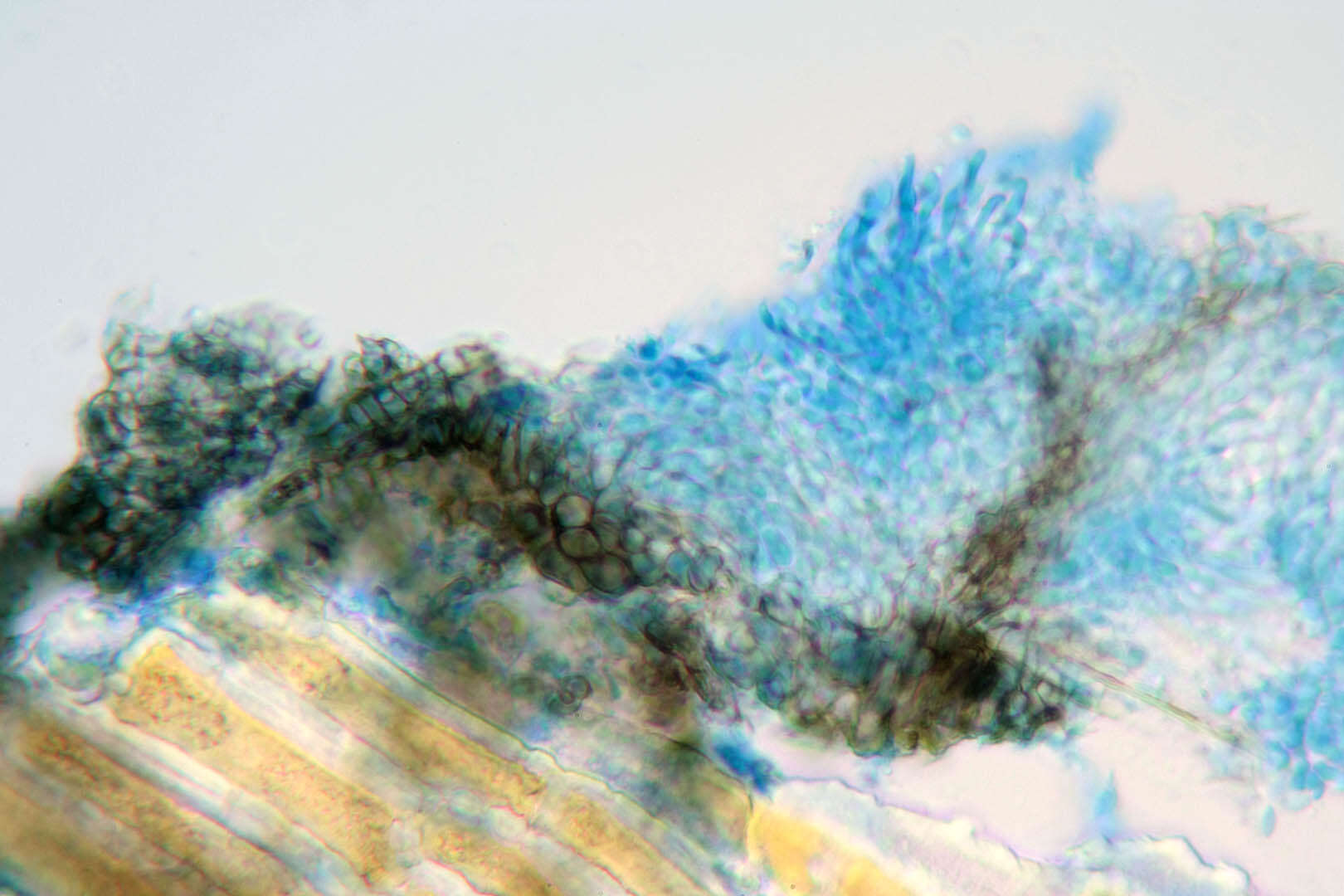 Sivun Diaporthe juniperivora (G. G. Hahn) Rossman & Udayanga 2015 kuva