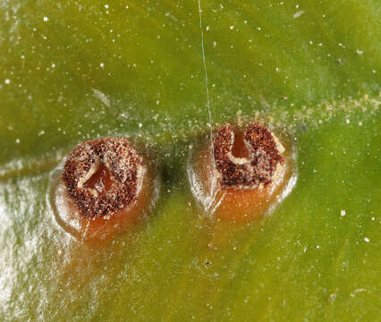 Imagem de Puccinia buxi Sowerby 1809