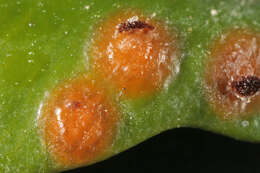 Imagem de Puccinia buxi Sowerby 1809