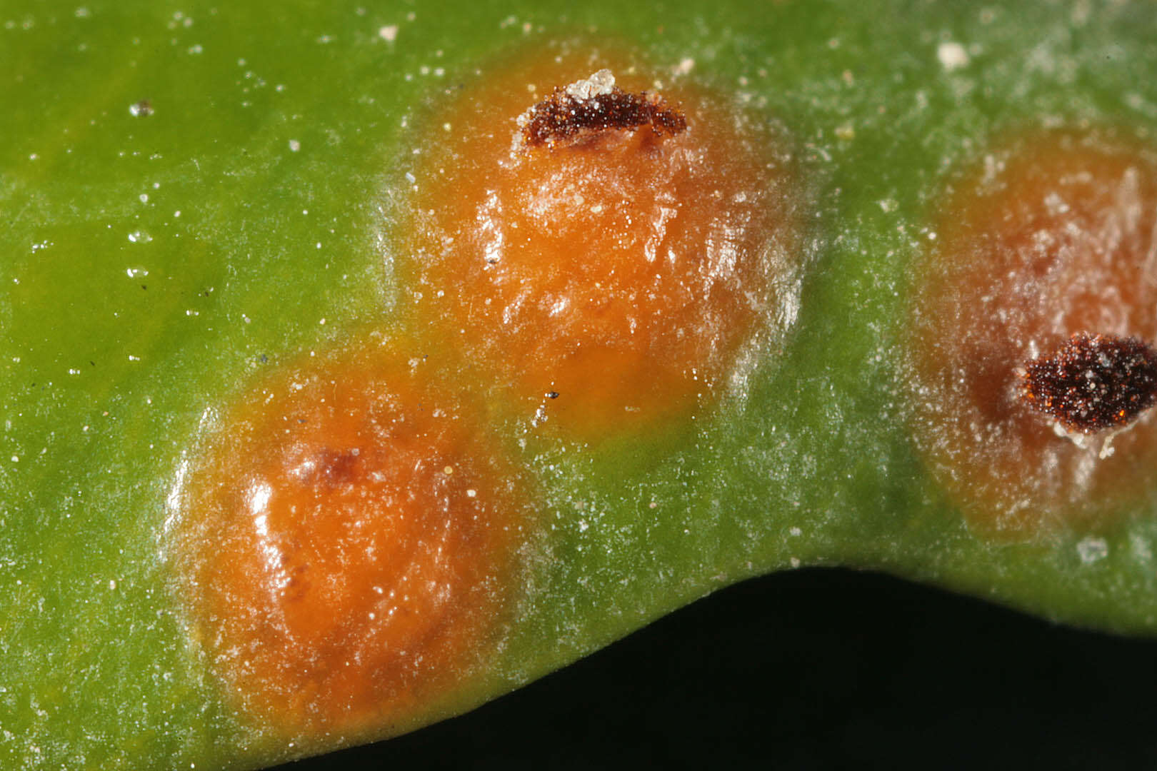 Imagem de Puccinia buxi Sowerby 1809