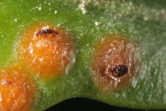 Imagem de Puccinia buxi Sowerby 1809