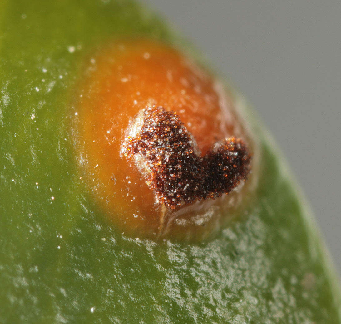 Imagem de Puccinia buxi Sowerby 1809