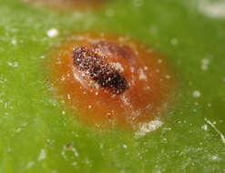 Imagem de Puccinia buxi Sowerby 1809