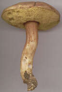 Image of Boletus subtomentosus L. 1753