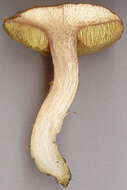 Image of Boletus subtomentosus L. 1753