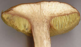 Image of Boletus subtomentosus L. 1753