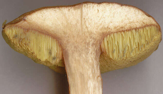 Image of Boletus subtomentosus L. 1753