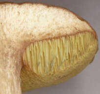 Image of Boletus subtomentosus L. 1753