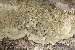 Imagem de Lecanora sulphurea (Hoffm.) Ach.